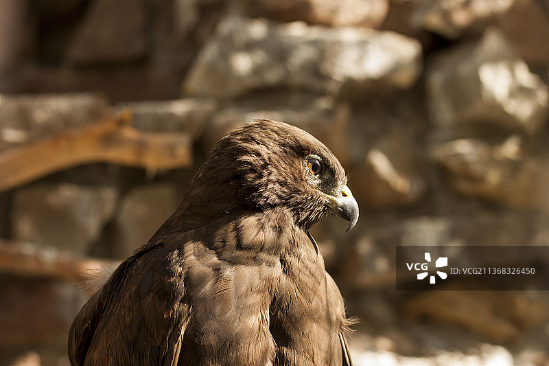 雄鹰特写，德黑兰，伊朗图片素材