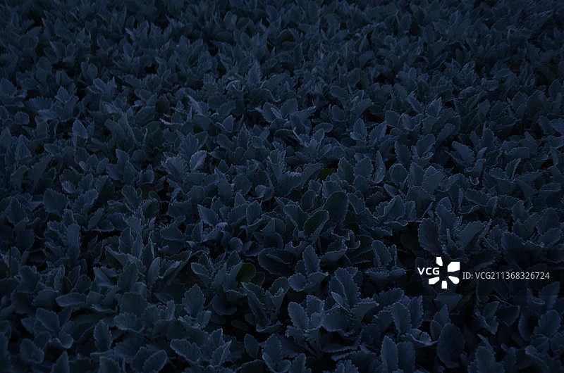 伊拉克巴格达植物的完整画面图片素材