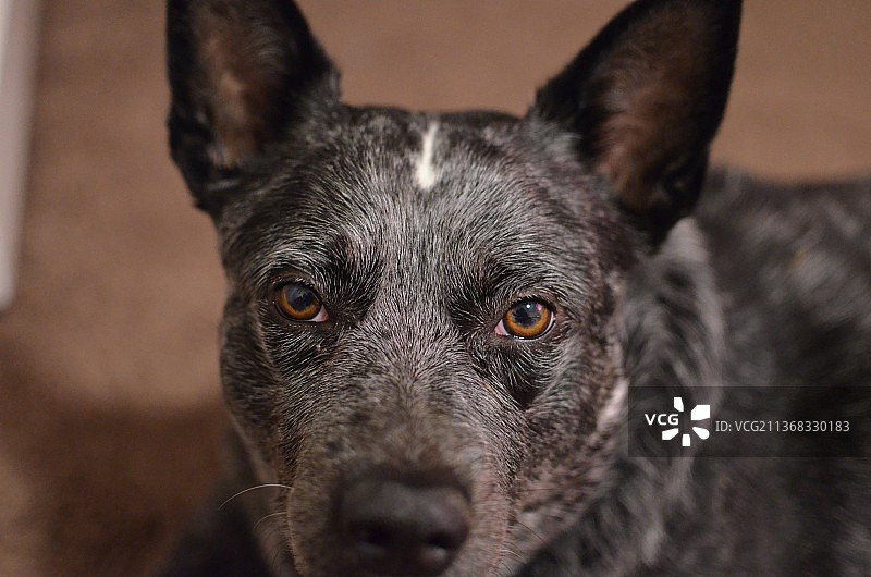 蓝色赫勒犬，澳洲纯种犬的特写肖像图片素材