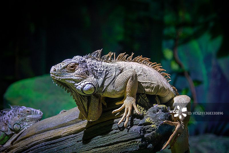 鬣蜥特写，位于俄罗斯滨海边疆区符拉迪沃斯托克木头上图片素材