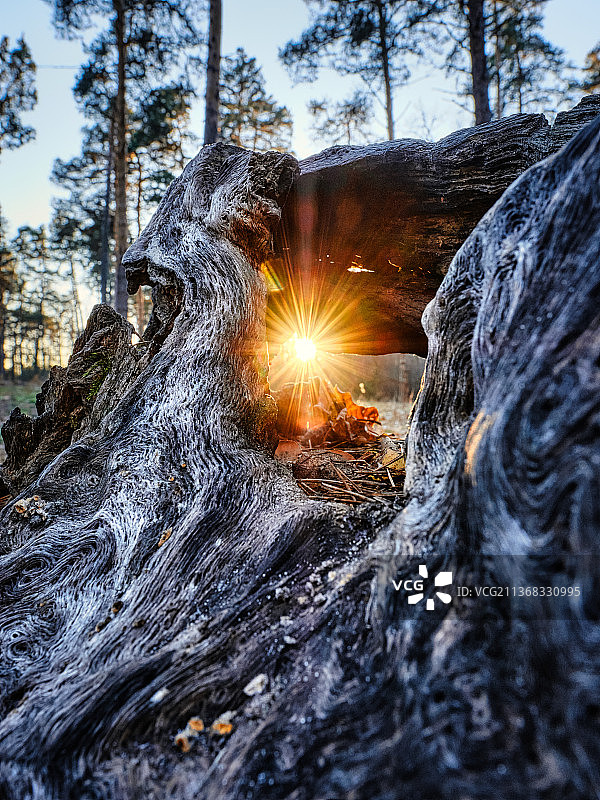 乌克兰的古老树桩与阳光图片素材