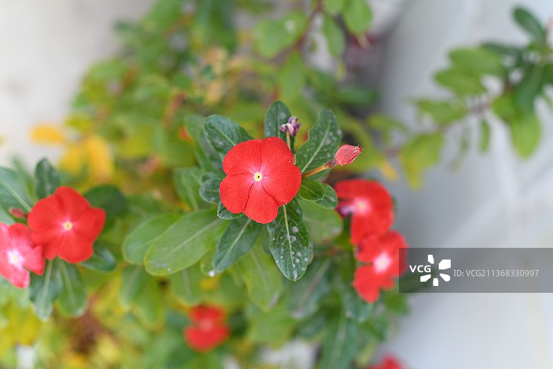 红色花朵，卡塔尔多哈的红色开花植物特写图片素材