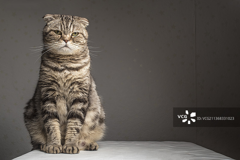 桌子上迟钝的怀孕猫图片素材