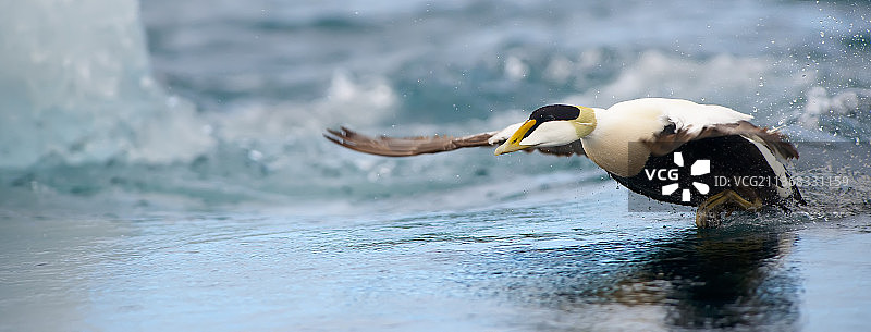 海鸟在海中游泳的特写图片素材