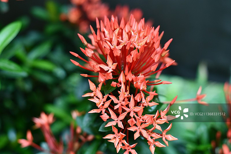 红色植物特写图片素材