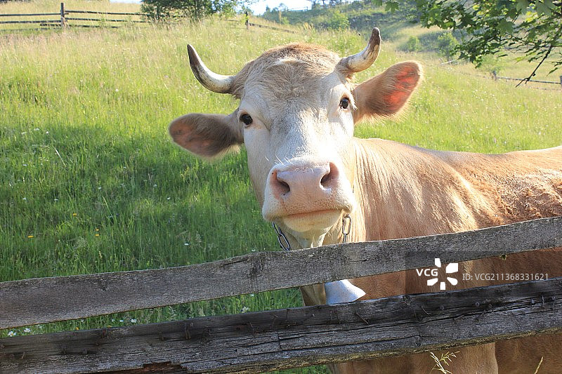 乌克兰田野中站立的奶牛特写图片素材