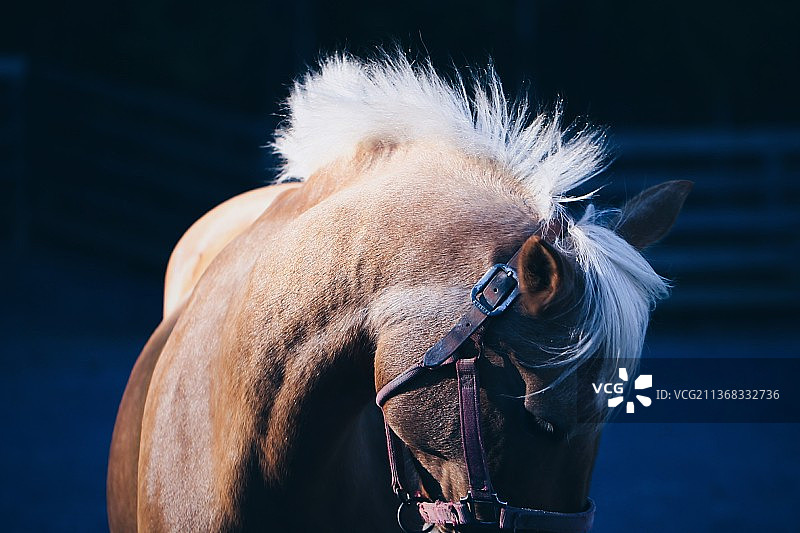 纯种马特写肖像图片素材