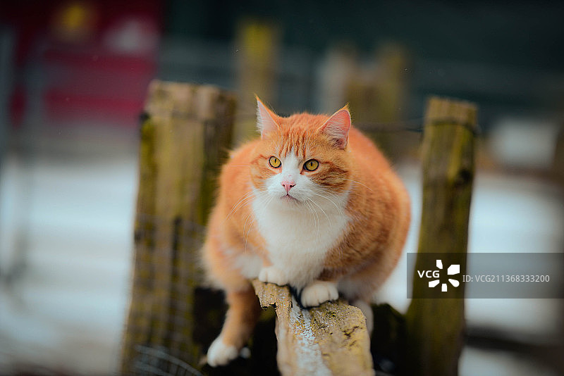 七条命，坐在栏杆上的猫特写图片素材