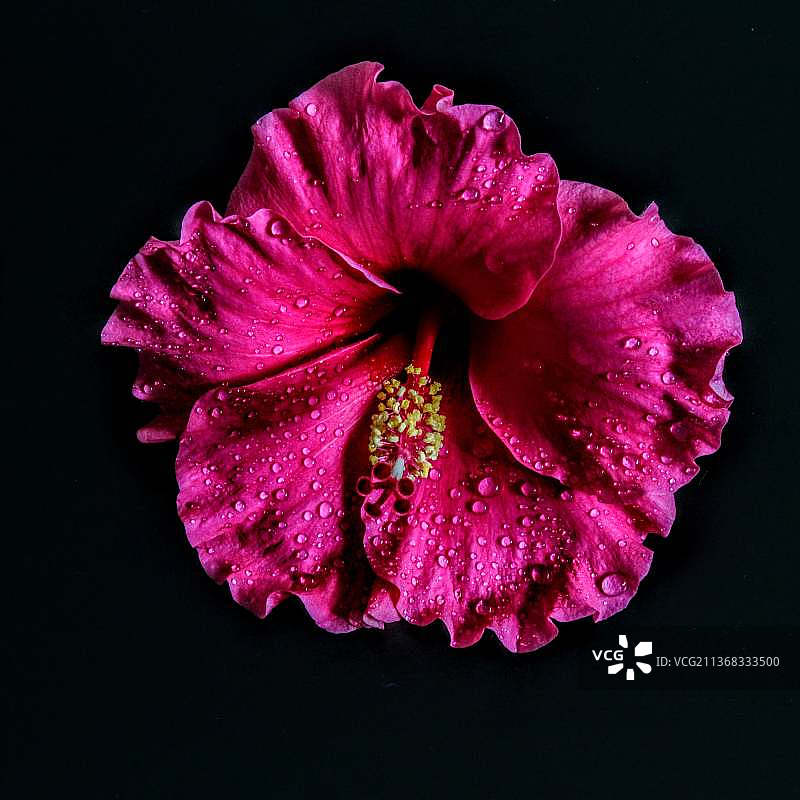 黑色背景上的粉色扶桑花特写图片素材