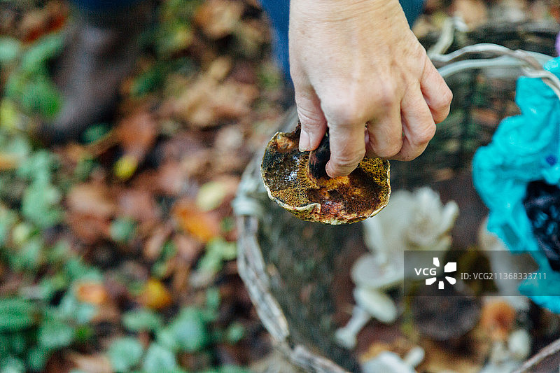 采摘蘑菇图片素材