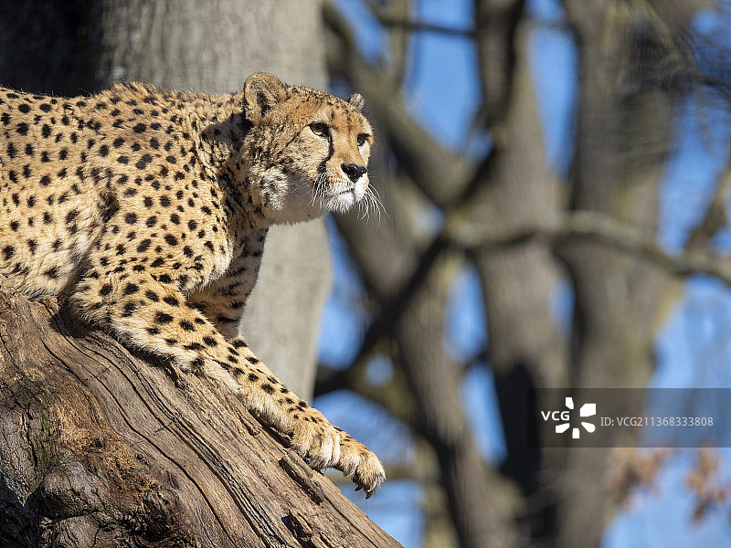 在我的前哨，豹子坐在树上的低角度视图，瑞士巴塞尔图片素材