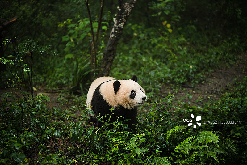 寻找竹子，熊站在森林中的肖像，中国四川成都图片素材