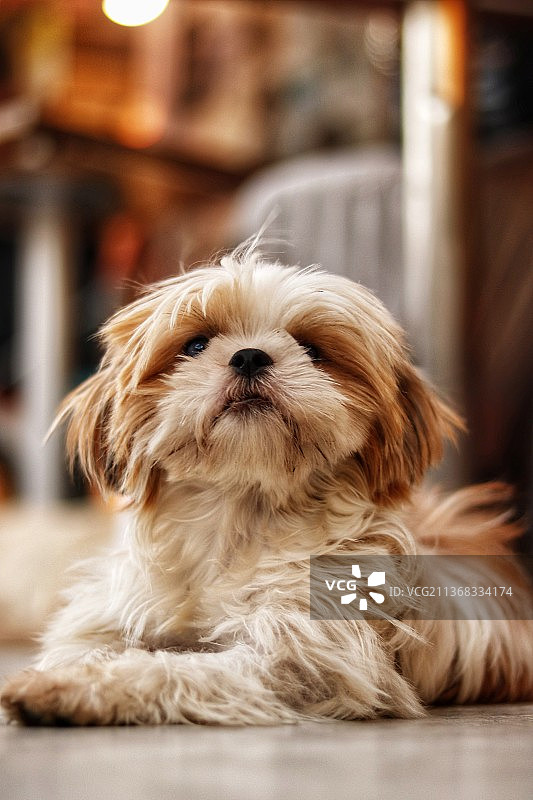 狗狗就是爱，西施犬放松地躺在地板上图片素材