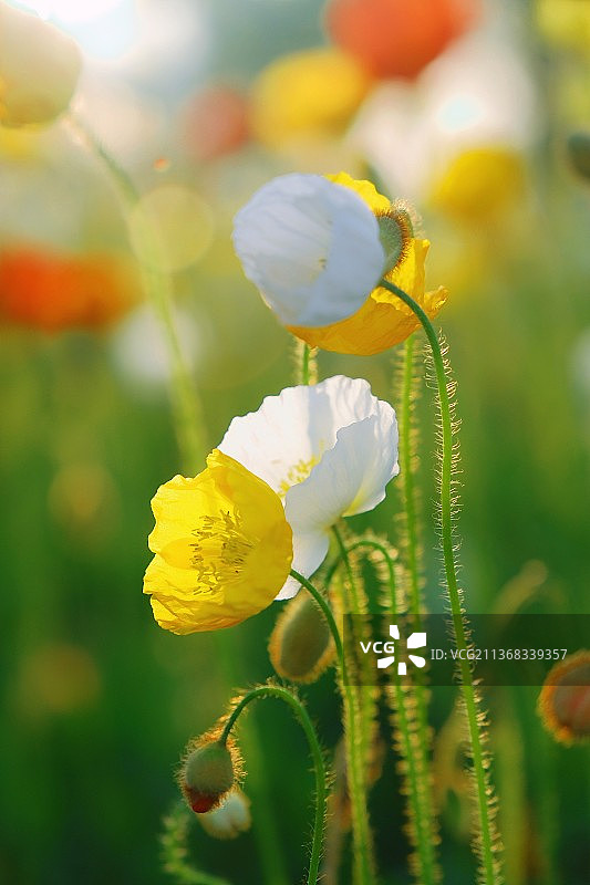 虞美人野外特写图片素材