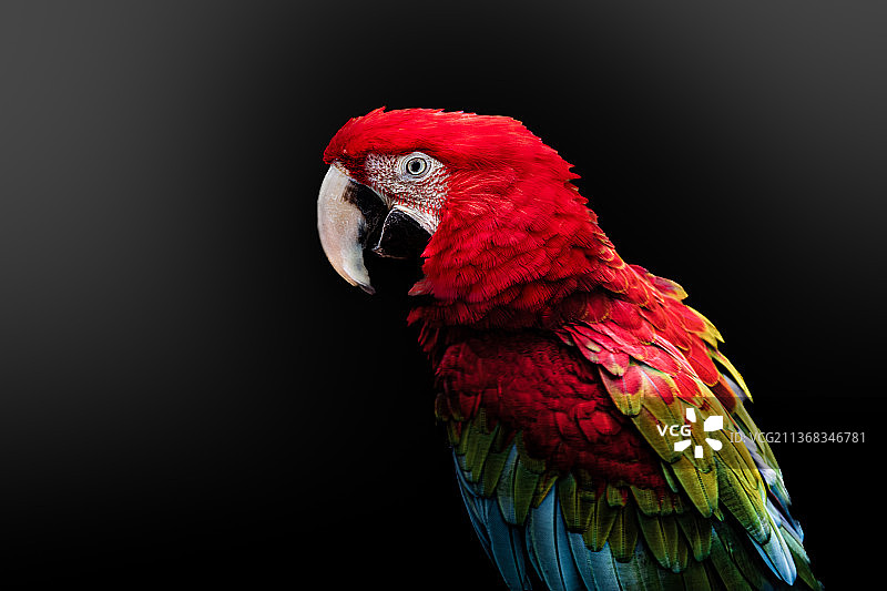 金刚鹦鹉图片素材