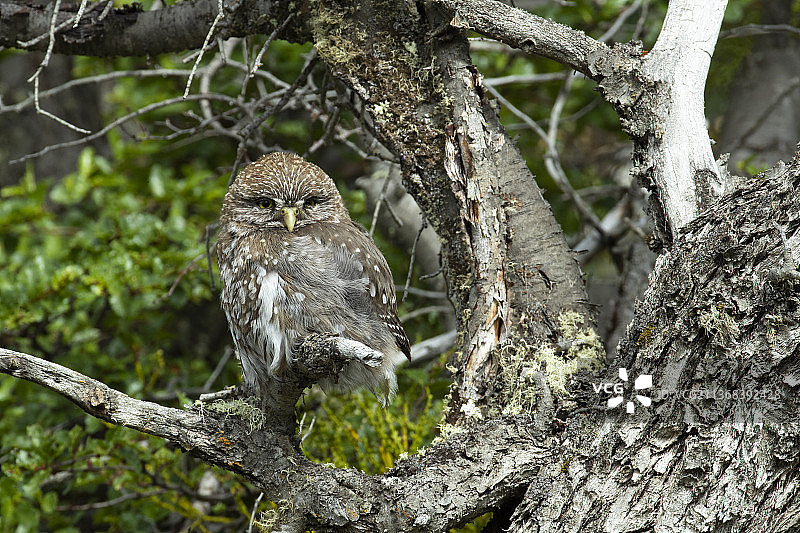 澳洲侏儒猫头鹰图片素材