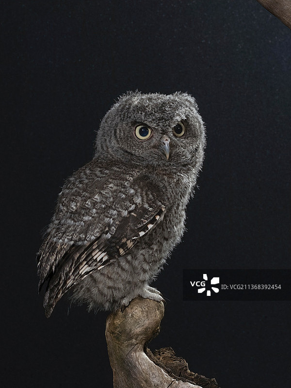 东美角鸮图片素材