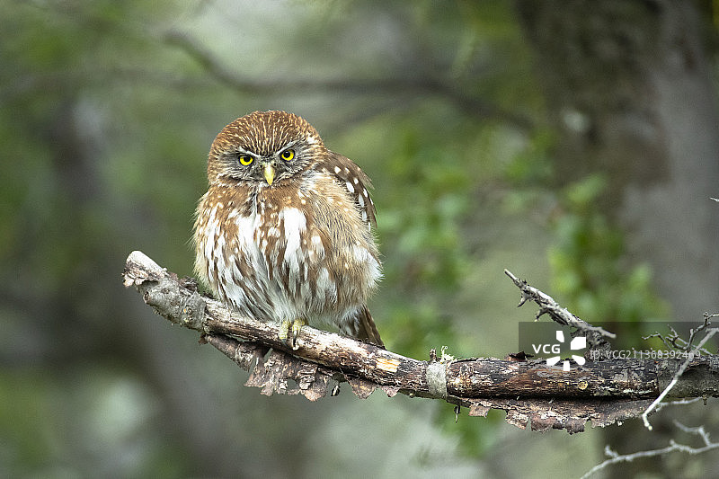 澳洲侏儒猫头鹰图片素材