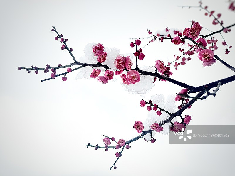 红梅图片素材
