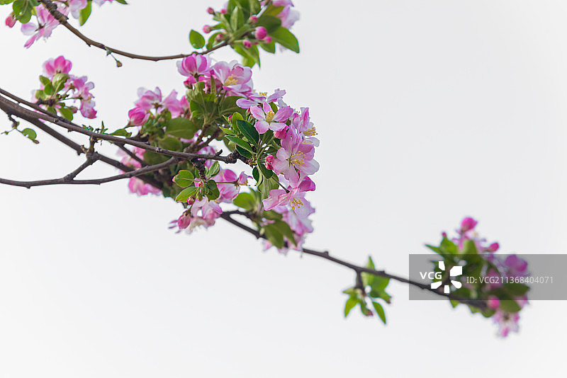春暖花开—海棠花图片素材