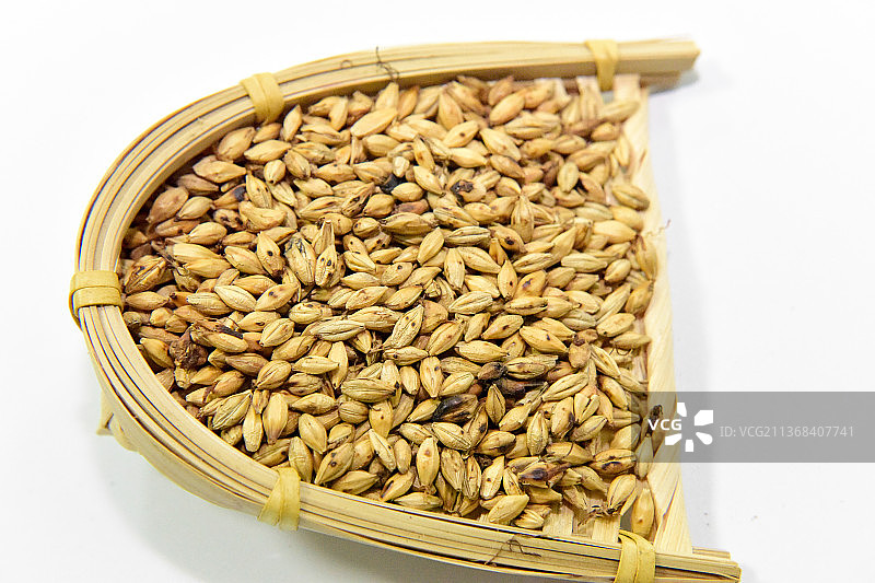 中药材麦芽大麦芽生麦芽炒麦芽图片素材