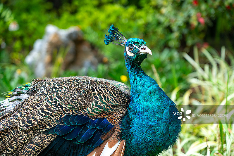 草地上的孔雀图片素材