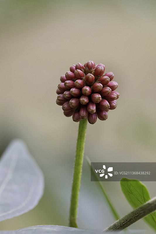 棒棒糖图片素材