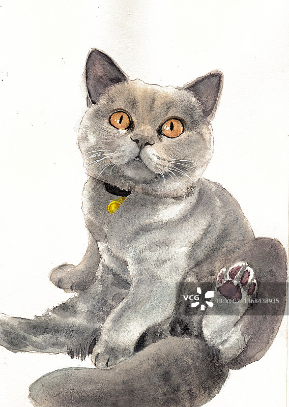 水彩画英国短毛猫全身坐着图片素材