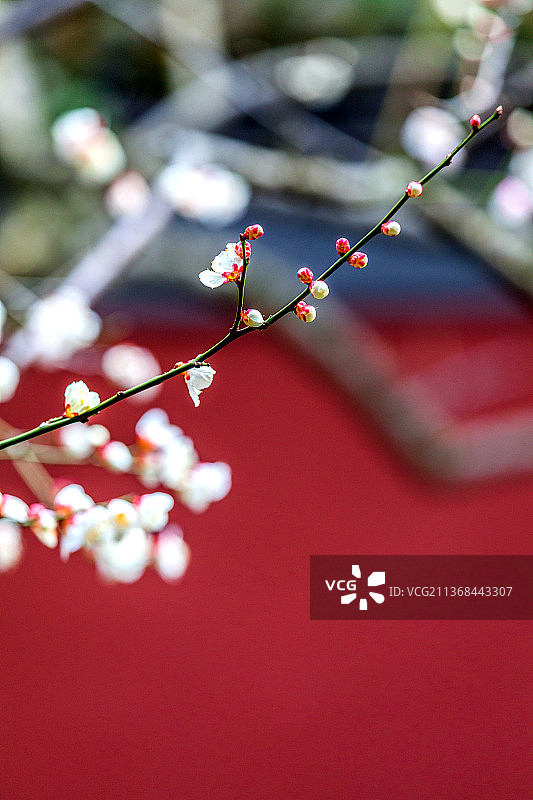 杭州钱王祠雪梅图片素材