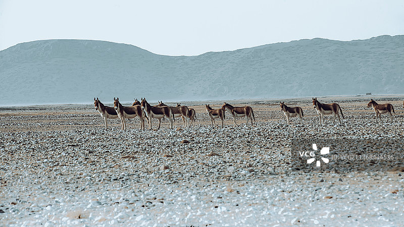 戈壁野马图片素材