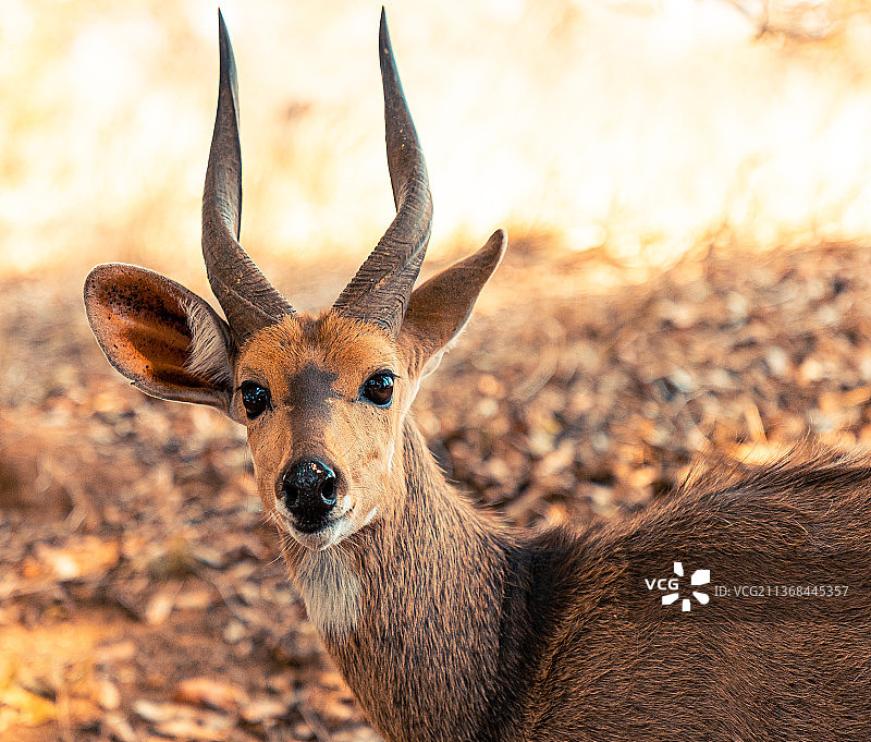 帅气又呆萌-987图片素材