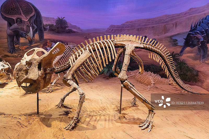 原角龙全体骨架，原角龙是一种四足行走的鸟脚类恐龙，属于鸟臀目、角龙亚目、原角龙科。这类恐龙没有角，仅图片素材