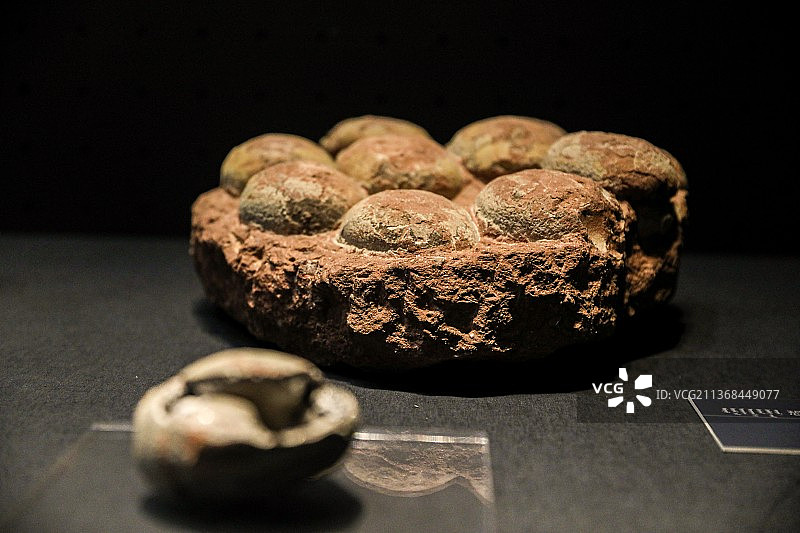 内蒙古博物院恐龙蛋化石图片素材