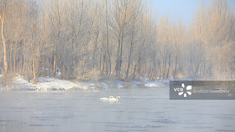 雾凇 天鹅图片素材