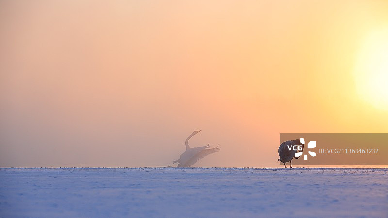 雾凇 天鹅图片素材