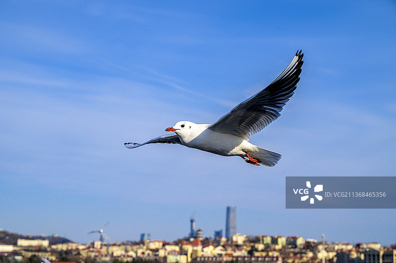 海鸥图片素材