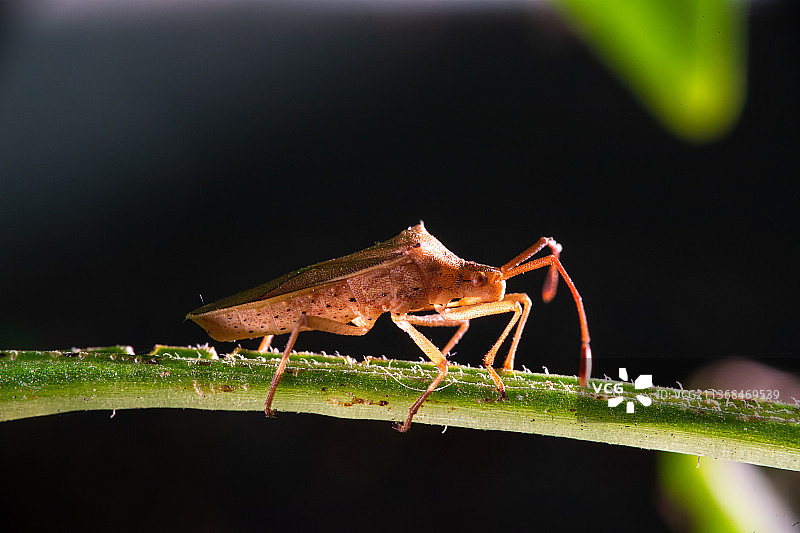 昆虫微距摄影稻棘缘蝽图片素材