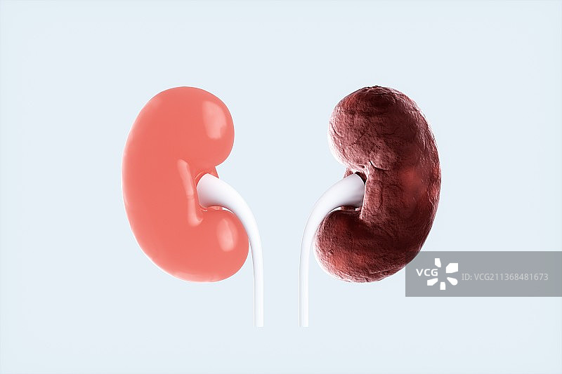 3D渲染的人体肾部结构图片素材