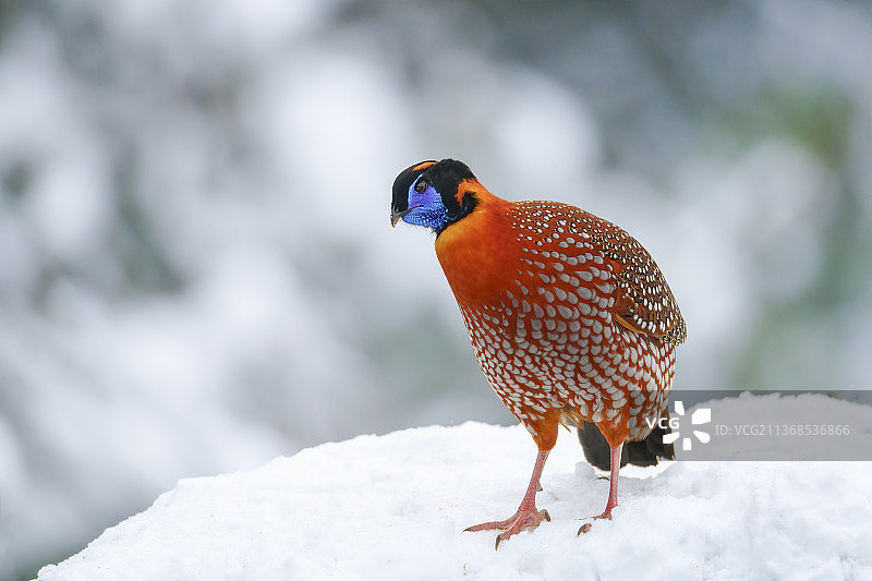 红腹角雉图片素材