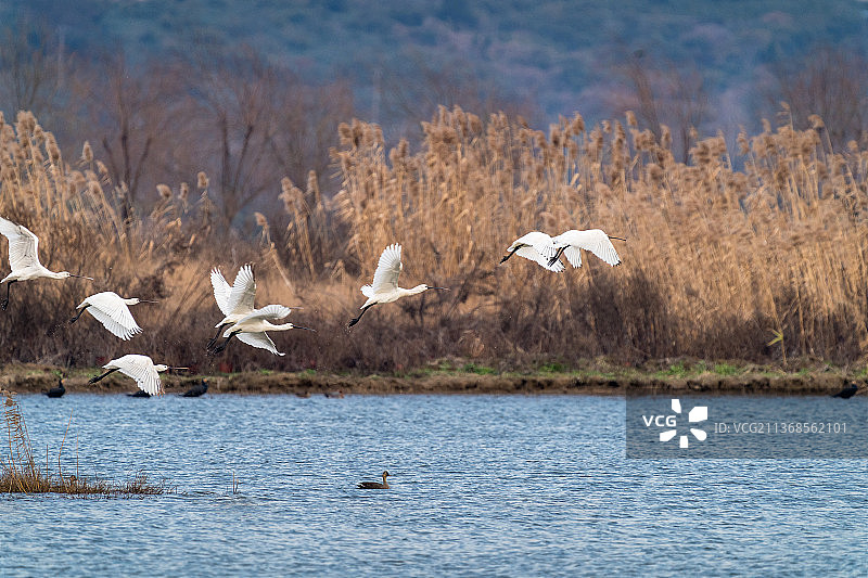 白琵鹭群来江苏苏州东山太湖过冬图片素材