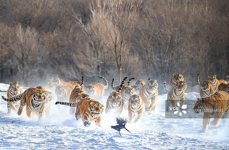 猛虎捕食图片素材