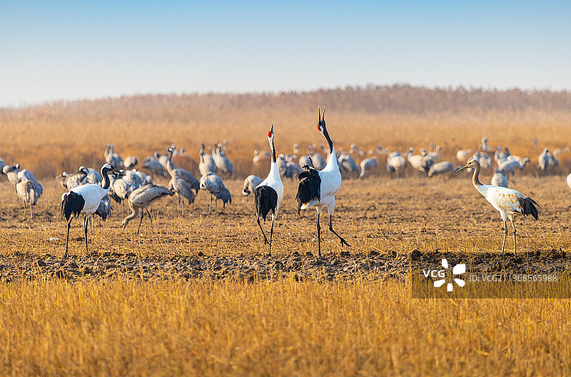 丹顶鹤图片素材