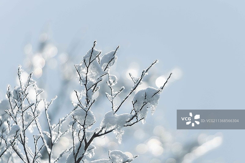 雪上枝头图片素材