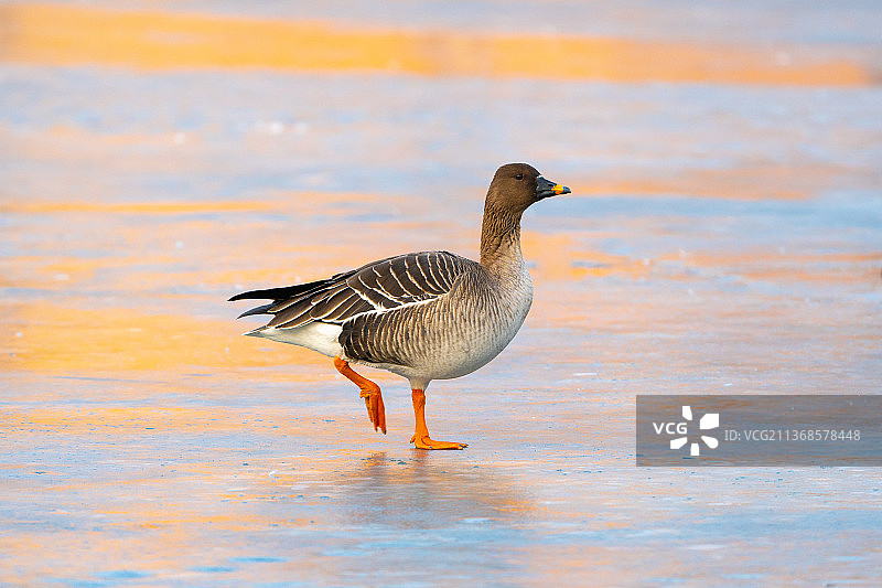 《豆雁》摄于中国北京顺义图片素材