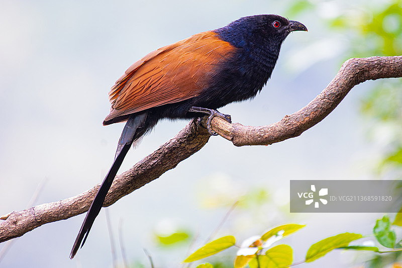 褐翅鸦鹃图片素材