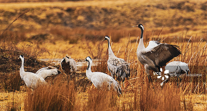 冬日午后的灰鹤图片素材