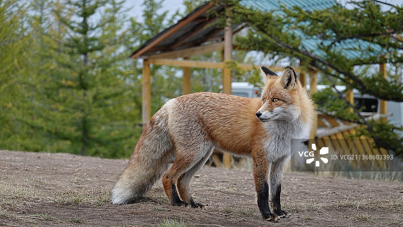 狐狸站在田野上的侧视图图片素材