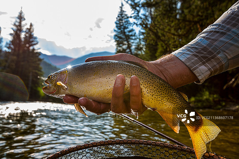渔夫手持金色鳟鱼图片素材