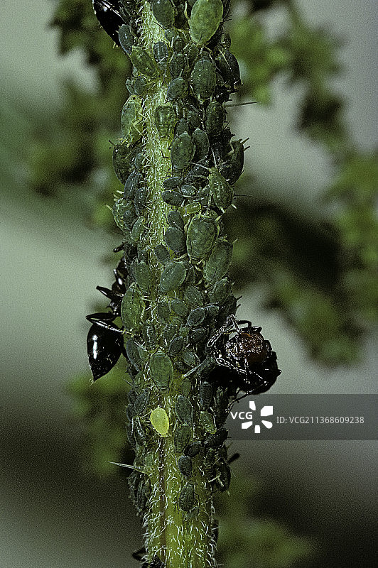 红头弓背蚁与蚜虫图片素材