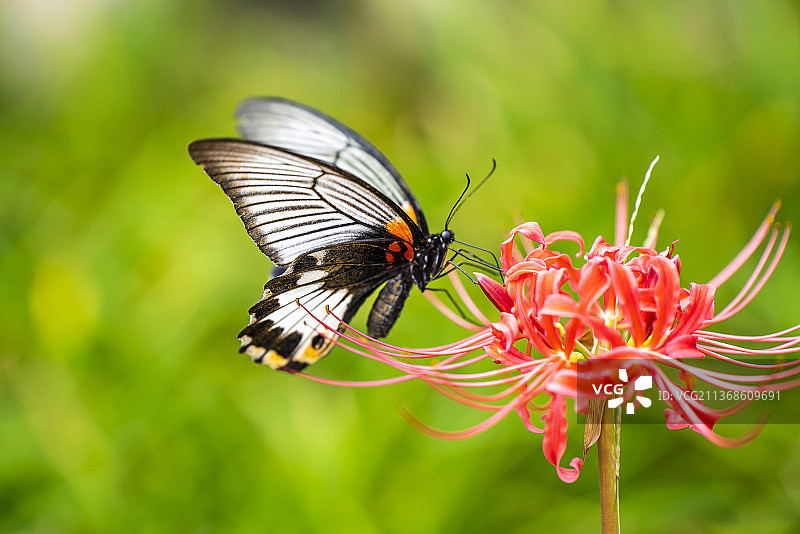 江西省大余丫山的美凤蝶翠凤蝶和彼岸花石蒜花图片素材